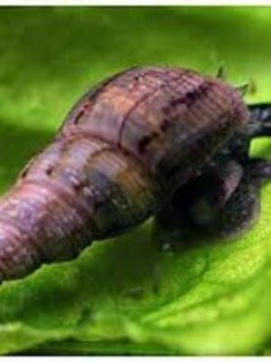 Caramujo Trombeta 1-3cm