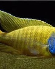 Aulonocara Marleri Yellow 6-8cm