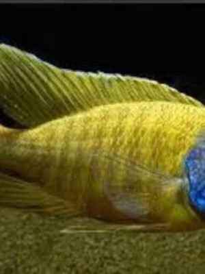 Aulonocara Marleri Yellow 6-8cm