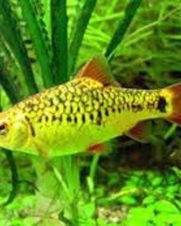 Barbo Gema 2-4cm