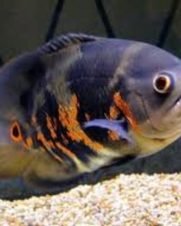 Oscar Tigre 6-9cm Oscar Tigre 6-9cm