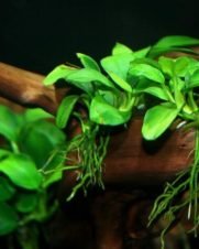 Anubias barteri var. nana