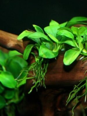Anubias barteri var. nana