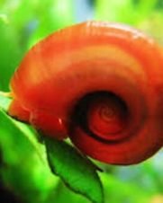 Caramujo Red Ramshorn 1-2cm