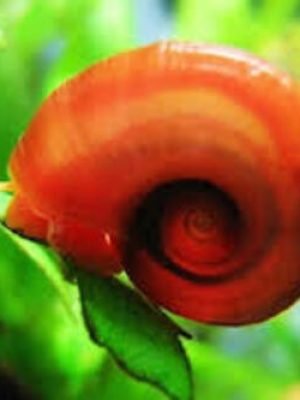 Caramujo Red Ramshorn 1-2cm