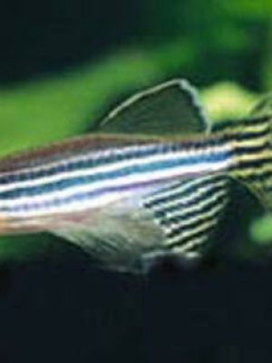 Paulistinha Veú 2-3cm