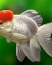 Kinguio Red Cap