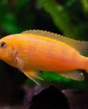 Zebra Laranja (Maylandia zebra) 3-6cm