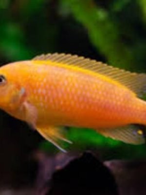 Zebra Laranja (Maylandia zebra) 3-6cm