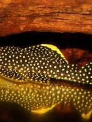 Cascudo Pepita de Ouro 25-30cm