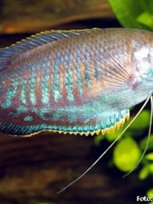Colisa Labiosa 2-4cm