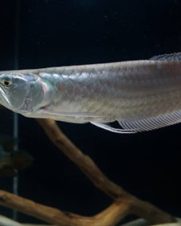 Aruana Prata 27-30cm Aruana Prata 27-30cm