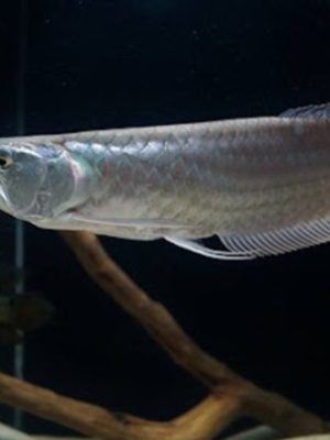 Aruana Prata 27-30cm