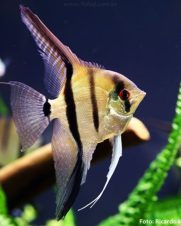 Acara Bandeira 5-6cm Acara Bandeira 5-6cm