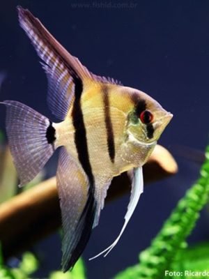 Acara Bandeira 5-6cm