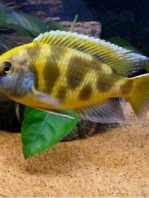 Venustus 3-6cm