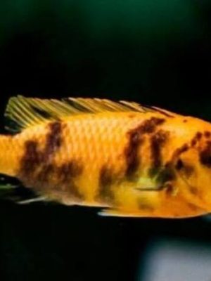 Zebra Borrado